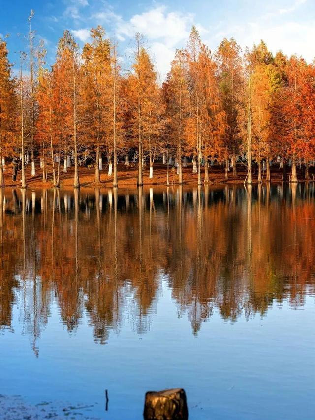 街头大量出现！常州人都已经捡上了