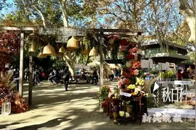 美翻了！重瓣百合，皱边角堇，网脉鸢尾……这个周末，去复兴公园邂逅园艺界新晋“顶流”图片