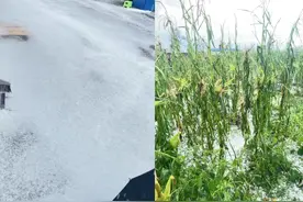 黑龙江黑河突降冰雹致上万亩庄稼受灾，村民称离秋收还有一个月、预计减产四五成，当地正在统计受灾情况图片