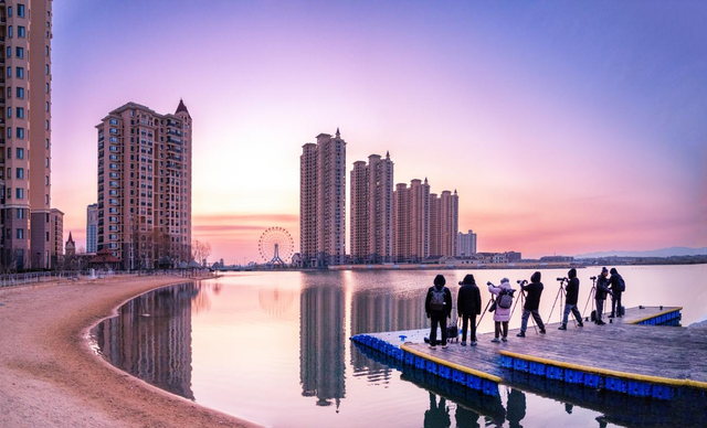 大天鹅飞抵那香海“度假”又岂在朝朝暮暮？