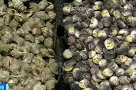 “100元1麻袋”！你爱吃的它，价格大降！抢“鲜”品尝→图片