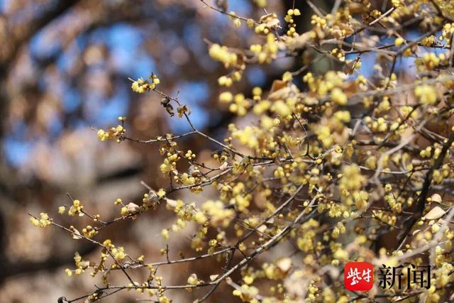 孔望山两百余年腊梅迎盛花期