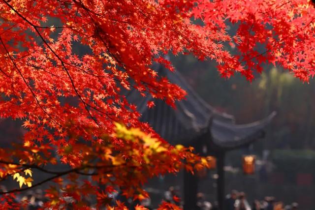 栖霞山人气爆棚，红叶超长待机！@友友们，错峰更有乐趣哦~