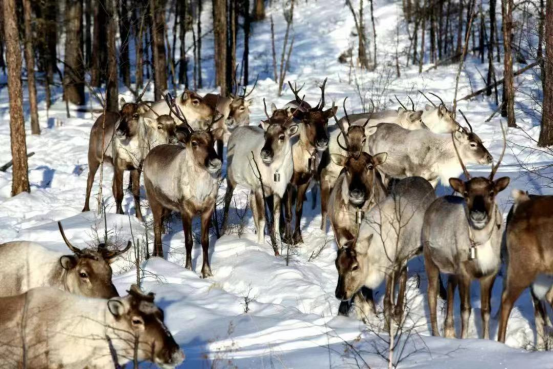 中国最冷小镇的暖意之旅——呼中区文旅全攻略