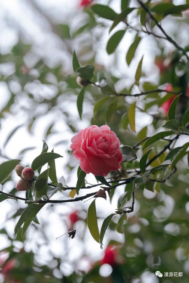 邂逅“梅”好时光！昆明超详细赏梅攻略来了