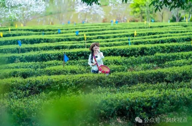 临沧凤庆上榜《纽约时报》2026年“52个最值得去的地方”