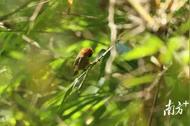 神似“愤怒的小鸟”｜连山笔架山首次发现短尾鸦雀图片