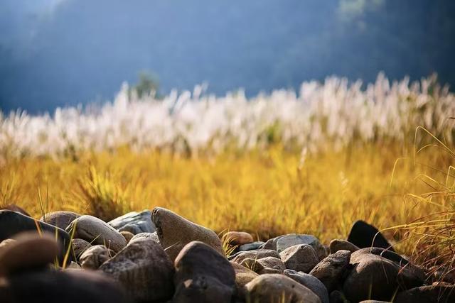 晚潮｜晚秋藏清欢：大赤坑芦苇荡里的温柔时光