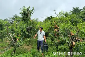蒙阴蜜桃迎来收获季：高峰期有桃农日入三四万元图片