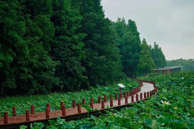 吴江“处暑盲盒”，今日开箱！