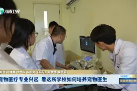 宠物医疗专业兴起 看这所学校如何培养宠物医生