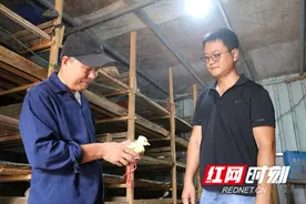 麻阳苗乡：橘园养鹅奏响产业振兴“向天歌”图片