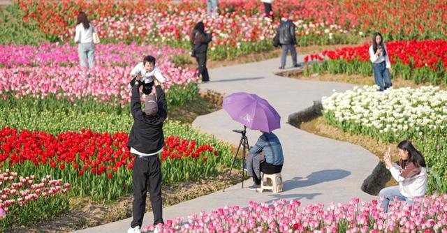 春花争艳游客旺