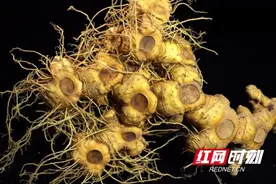 再添“国字号”荣誉 安化黄精上榜全国名特优新农产品名录图片