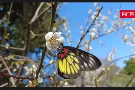 你在哈尔滨的冬日里看漫天雪花  我在深圳的暖阳里赏梅花点点图片