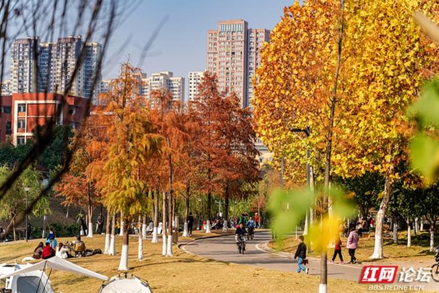 穿过林影与水光，走进长沙圭塘河的暖冬图景