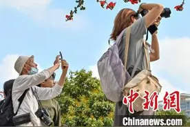 广州木棉花盛放吸引市民图片
