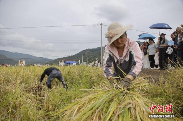 摸鱼割稻拍大片 闽北农耕游玩转乡土乐趣