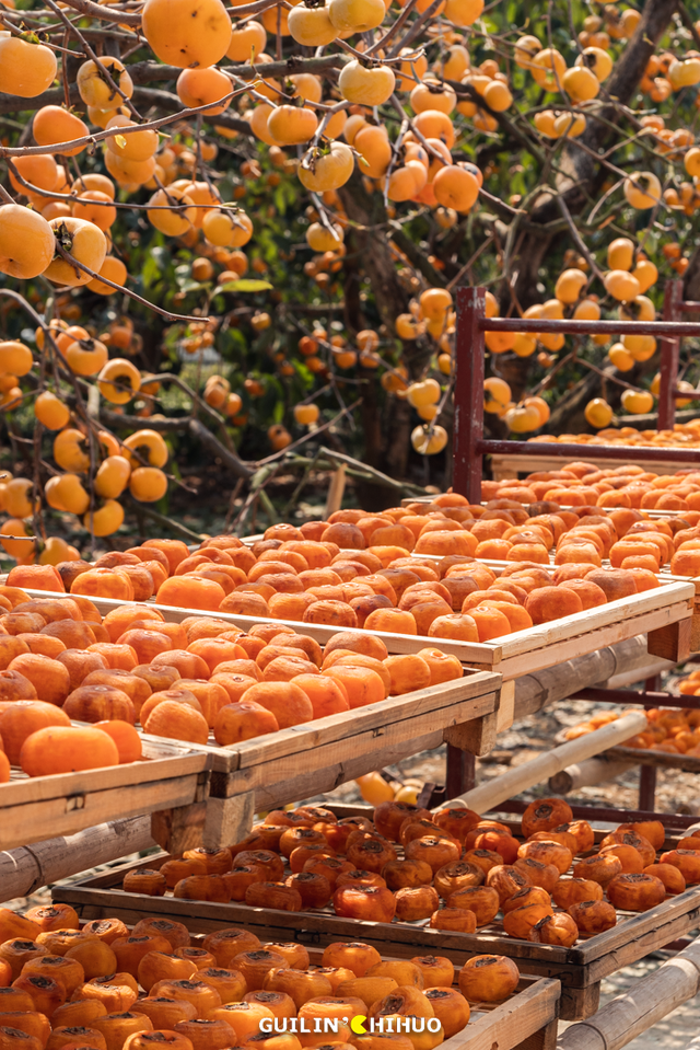 在桂林过大雪：暖汤、红柿、碧水…藏着南方冬日最惊艳的色彩