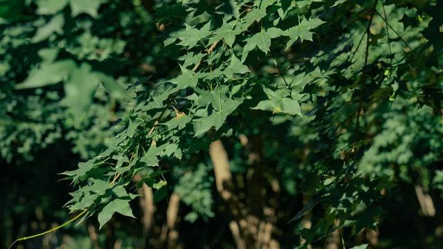 家门口的免费公园，藏着“隐藏款”的时光