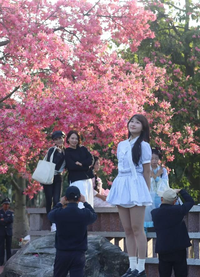 新晋打卡点！泉州市区这些限定“花海”全都美翻了……