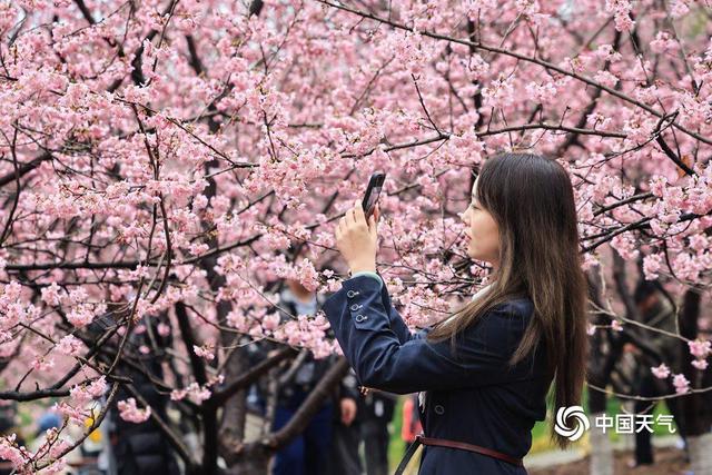 妇女节：天晴繁花映芳华 春风十里不负她