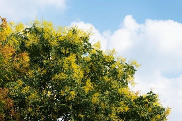快抬头！秋日限定“天花板”上线啦