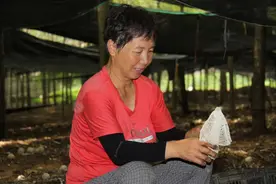 河南邓州：林下“掘金” 竹笙菌成为乡村振兴主力“菌”图片