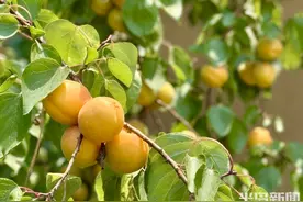 又到一年甜杏熟！青岛本地杏喜迎丰收，6月中旬开启尝鲜季图片