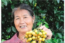 恭城龙虎乡：炎夏收获黄皮果 一口酸甜解暑热图片