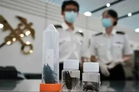头皮发麻！男子内裤藏3只甲虫...网友：不怕被夹吗？图片