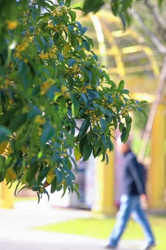 上海第一缕桂花香已到货！秋季“限定款”来了