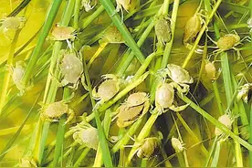 “鱼跃龙门”图片