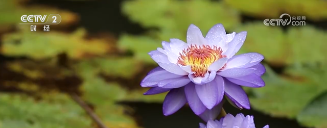 “秋日经济”活力满满 “赏秋+”催动文旅消费“热”力四射