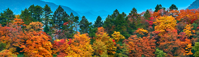 青睐绵阳 ‖ 小众彩林秘境！平武这条沟藏着最惊艳的秋天~