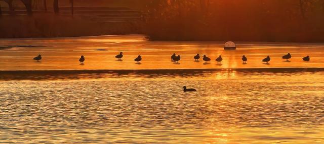 夕阳如画点缀京城！点击收藏腊八节里的冬日美景
