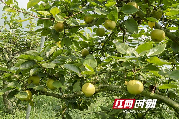 龚曙光：浏阳四季