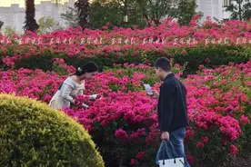 大片花海盛开了！这个地方拍照超出片→图片