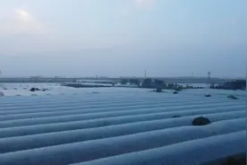 南阳市宛城区：产业兴旺奏响乡村振兴“协奏曲”图片