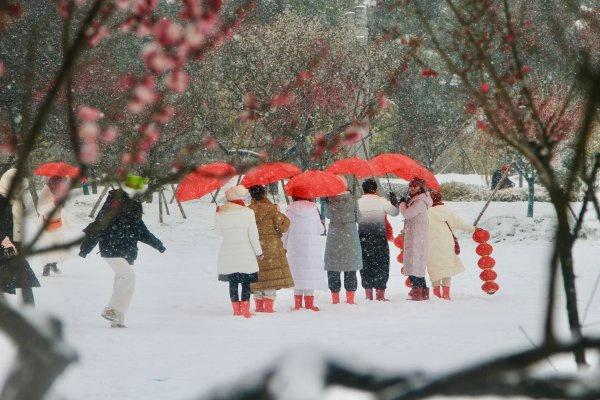 薄雪压枝，300年古梅破寒开放！武汉市迎来今年首场降雪，众多游客冒雪打卡东湖梅园