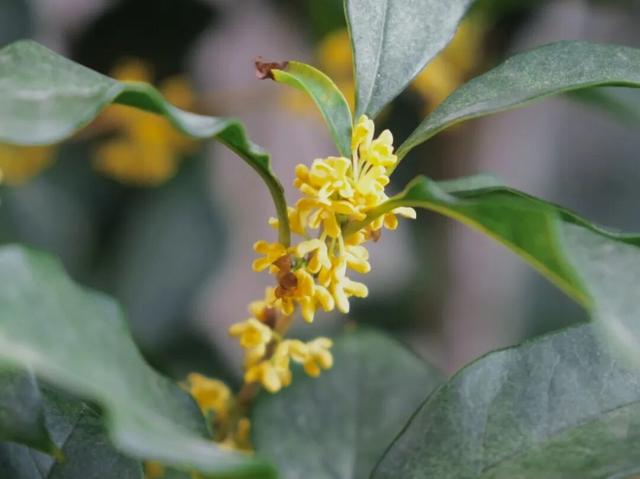 你闻到了吗？福州这些地方好香！