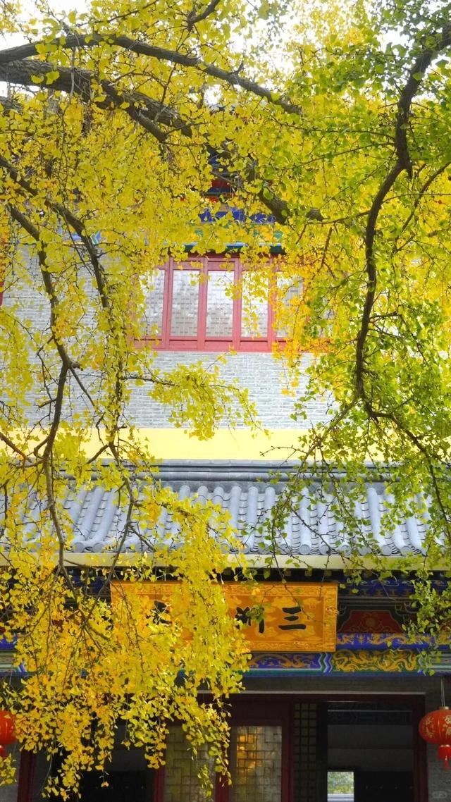 秋日限定“双骄”：从赏到玩转的完整攻略！