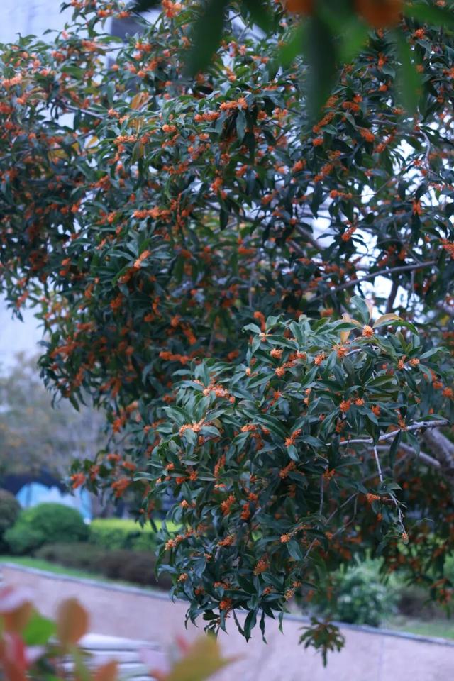 点 击 ↑ 看莲都的秋天