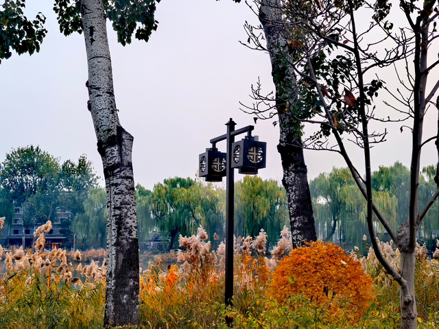 银杏浓烈似金，松柏深翠如墨！京城这景色太美了