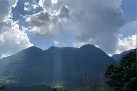 沪滇协作结硕果 “老树王”见证咖啡金豆出保山图片