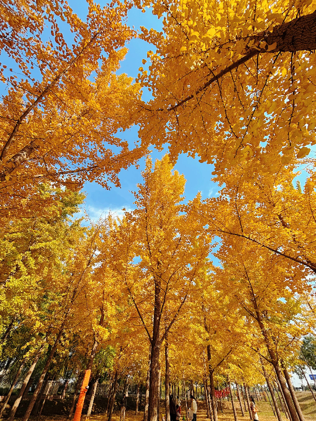 赴一场黄河与银杏的约会！金色银杏林成深秋“顶流”打卡地