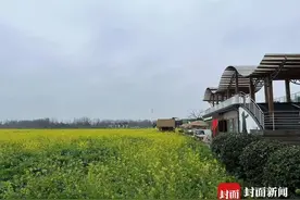 成都有油菜花提前开了，天气原因？专家：大部分是野油菜图片