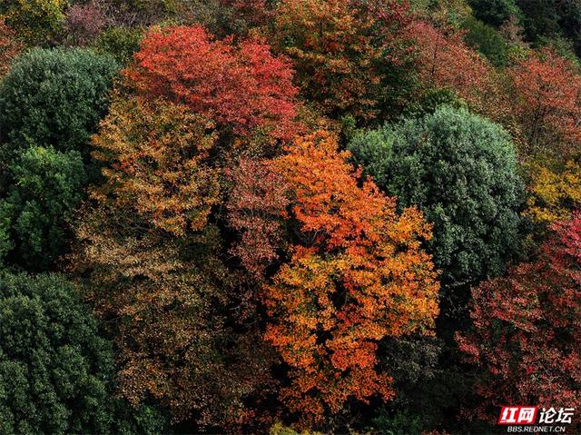 岁暖时刻丨藏在张家界的秘境！四十八寨层林尽染，这斑斓山色谁看了不心动