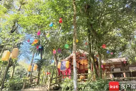 新年祈福、黎歌苗舞……海南琼中百花岭推出新春节庆活动图片