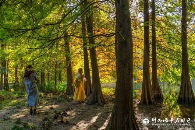 官宣：进入最佳观赏期！